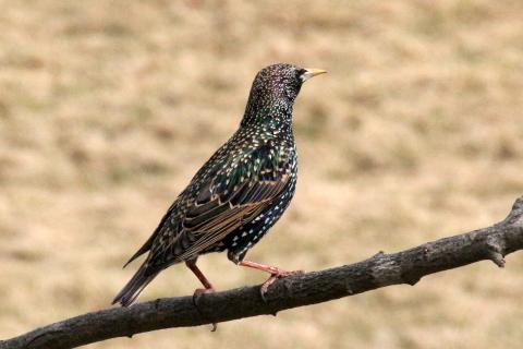 Photograph of starling looking away from the camera