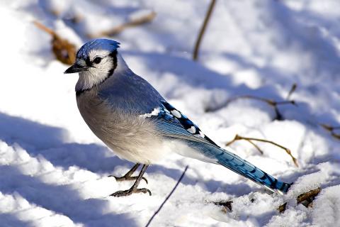 Blue Jay in the snow