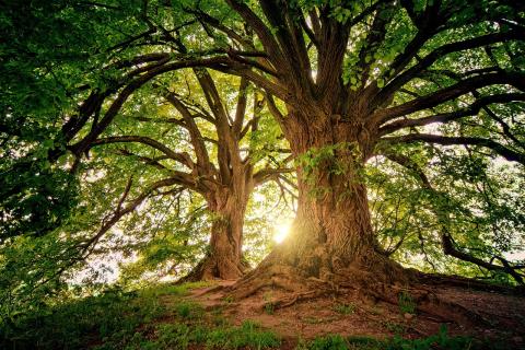 two really beautiful trees in a forest with hazy sun