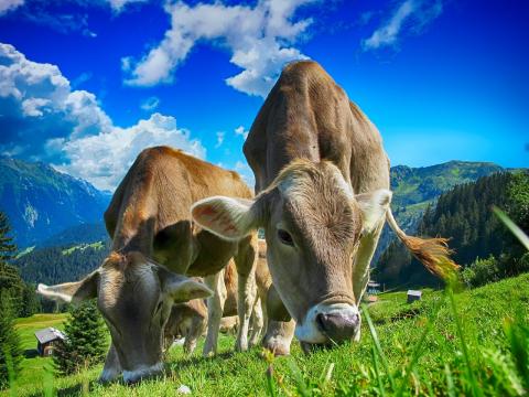 Cows grazing