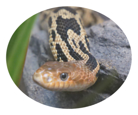 Snake