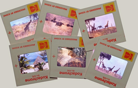 6 slides of a safari