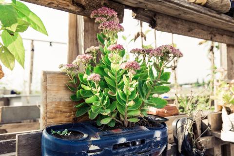 milkweed in a boombox-turned-planter by a bank of windows