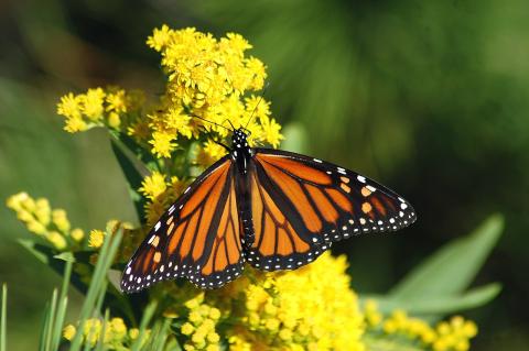 monarch butterfly on yellow flowers