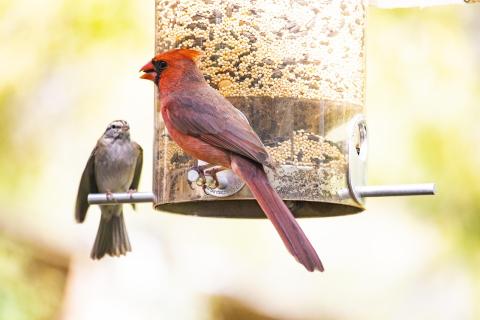 Cardinal and small brown bird at feeder