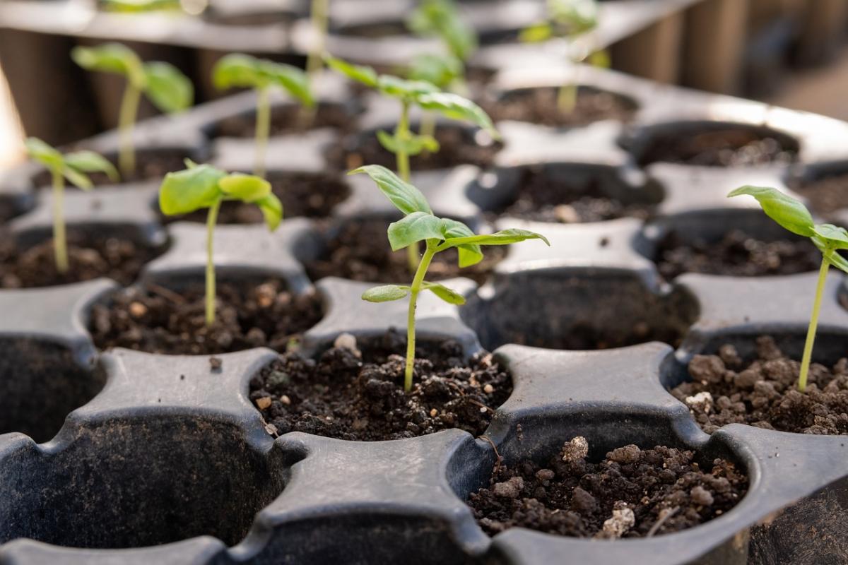 Seedling tray