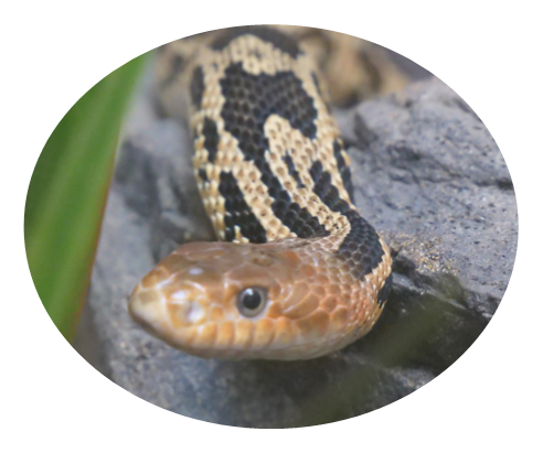 Snake
