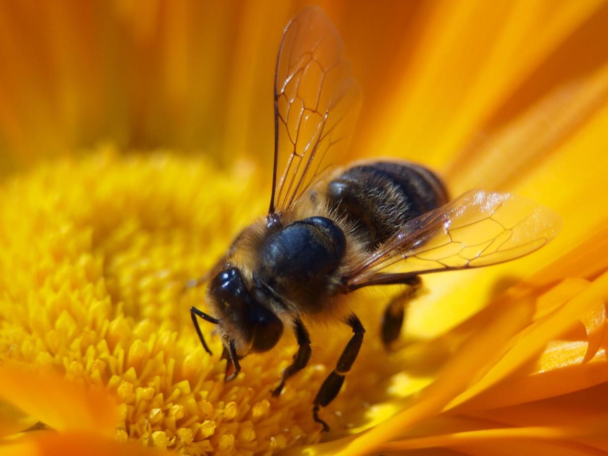 A honeybee on a yellow flower