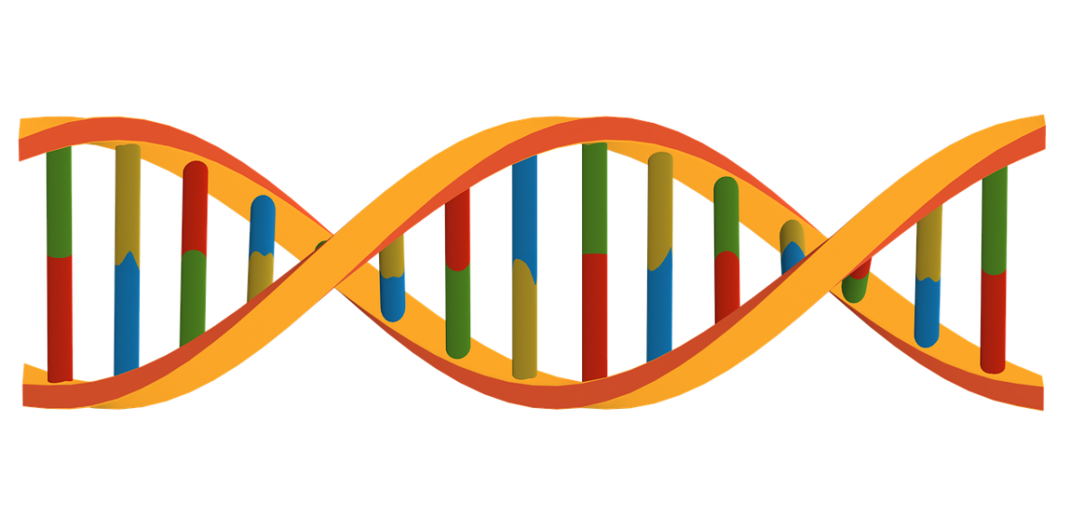 An illustration of a DNA double helix