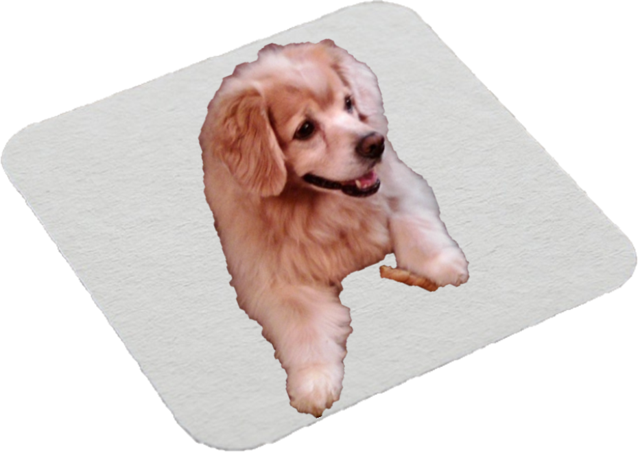 Photo of a cute fuzzy dog on a cup coaster