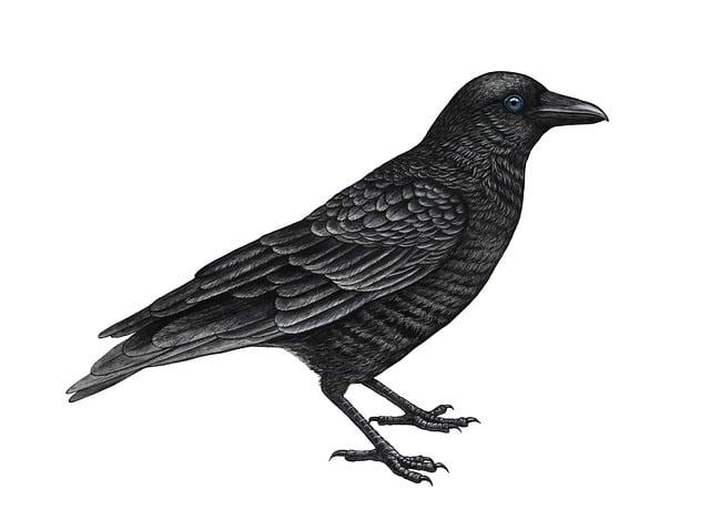 A raven